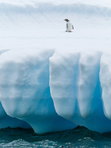 Penguinoniceberg s300