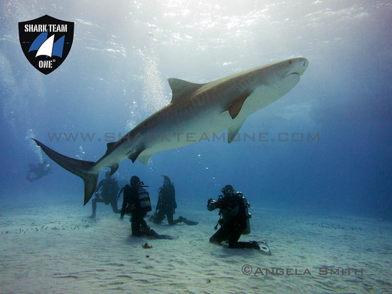 angela smith tigers s550