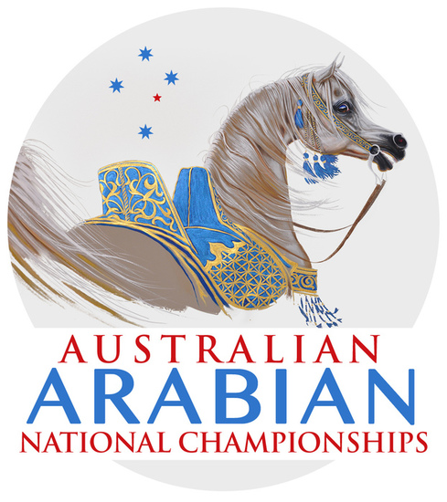 Australian arabians light s550