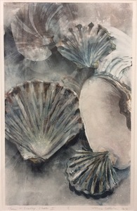Clams scallop shells ii s300