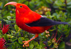 Iiwi bird s300