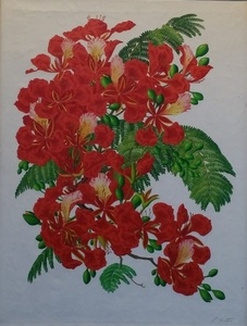 Sexton royal poinciana s300
