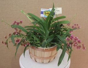Orchid sm in basket s300