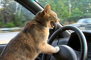 Experience road rage this can help s300