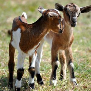 Baby goats s300