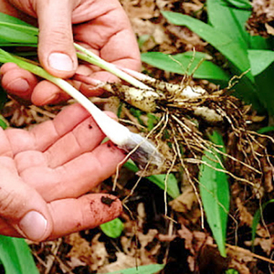 Foraging s300