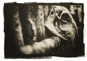 Skull on fence1 s300